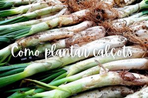 calçots-como-plantar-maceta