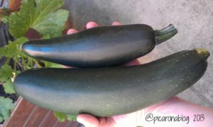 calabacines-zucchini-macetohuerto-huerto-urbano