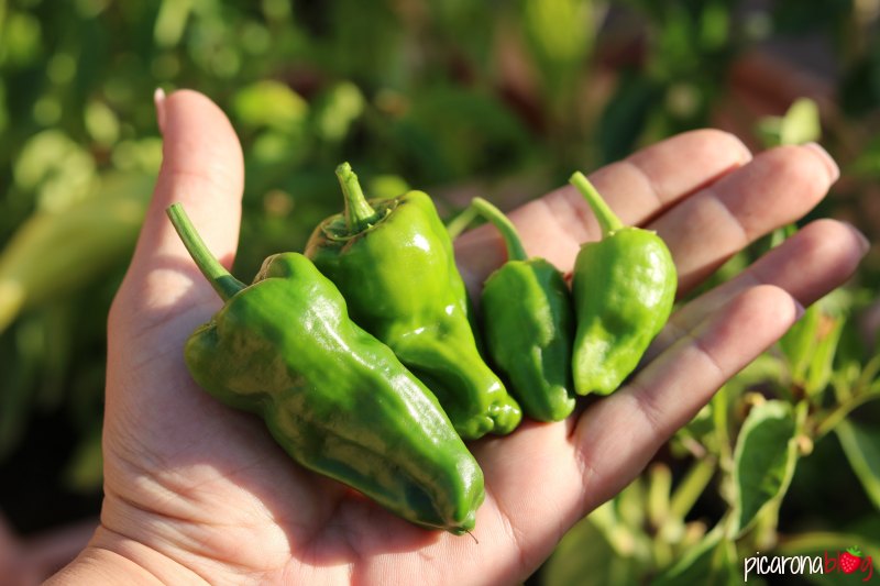 tamaño-pimiento-padron