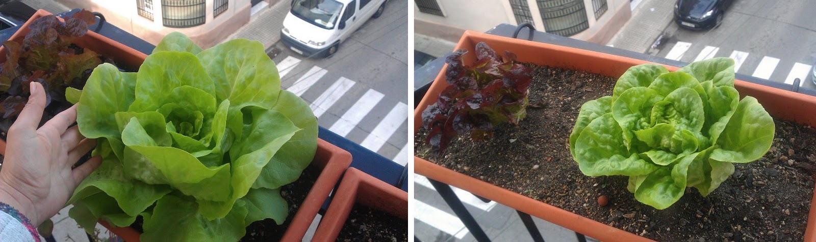 cosechar-lechuga-por-hojas