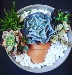 succulent-pot-on-a-pot