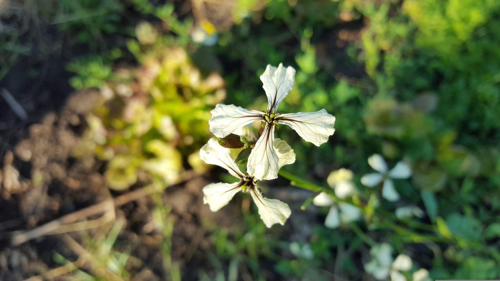 rucula-arurgula-flores