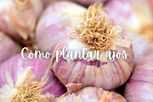 ajo-como-plantar-maceta