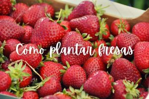 fresas-como-plantar-maceta