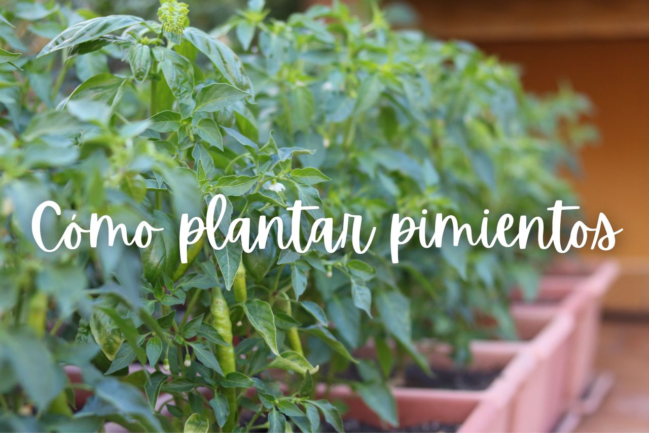 pimiento-como-plantar-maceta