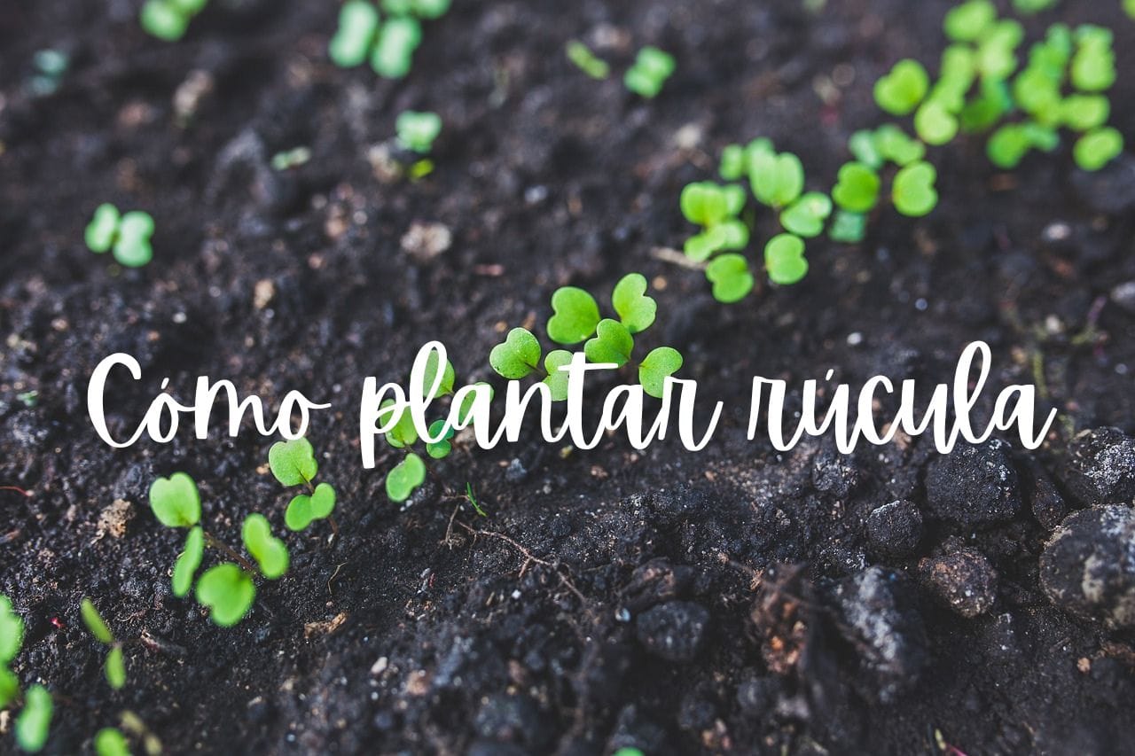 rucula-como-plantar-maceta
