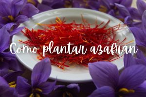 azafran-como-plantar