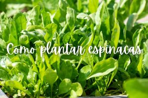 espinaca-como-plantar-maceta