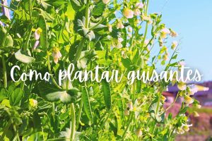 guisante-como-plantar-maceta