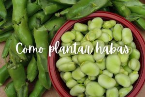 habas-como-plantar-maceta