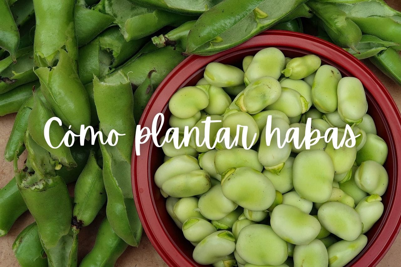 habas-como-plantar-maceta