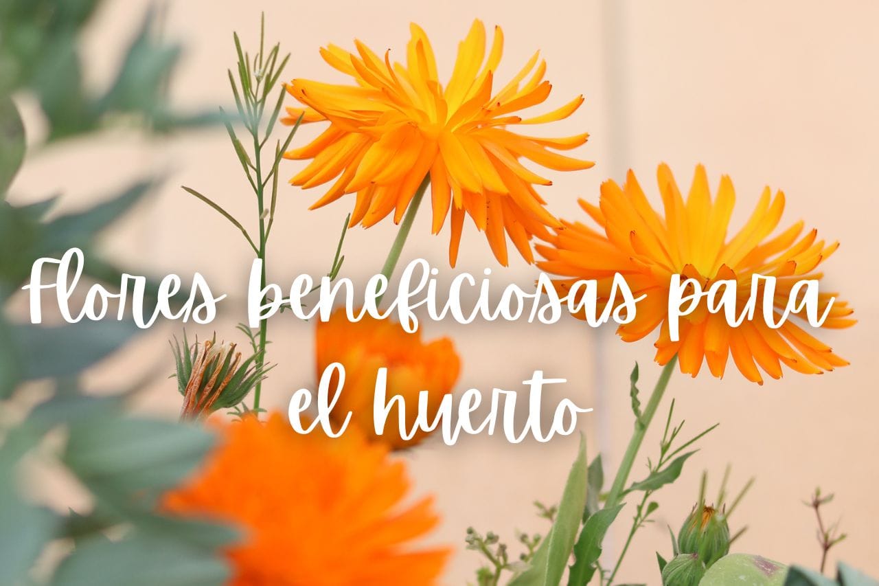 flores-beneficiosas-huerto