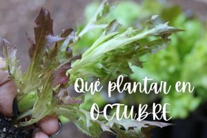 que plantar en octubre