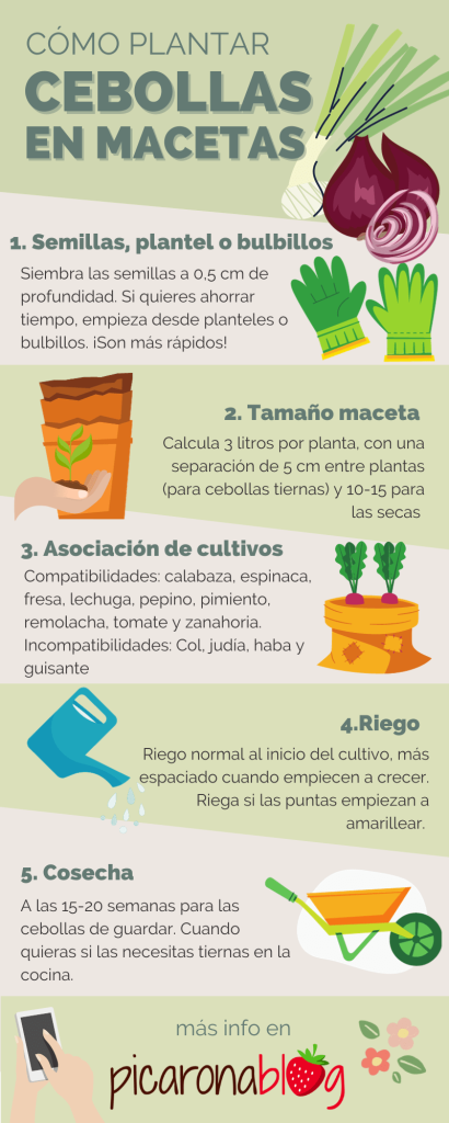 Como plantar cebolla - Infografía by @picaronablog