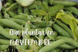 noviembre-plantar-sembrar