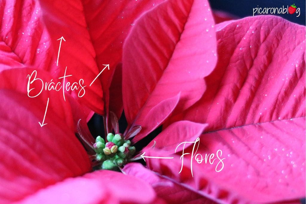 diferencia bracteas y flores de la flor de pascua Euphorbia pulcherrima