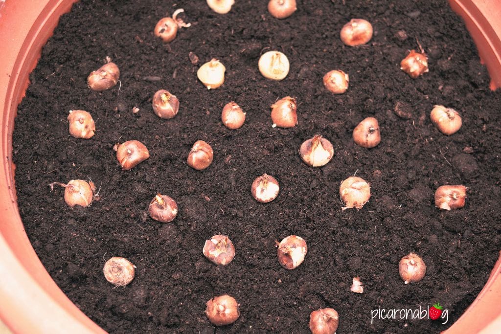 bulbos-crocus-chionodoxa