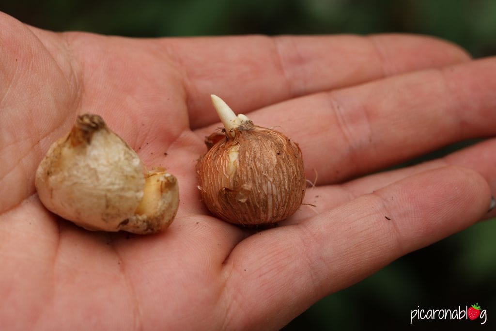 Bulbo germinando y bulbo con un hijuelo