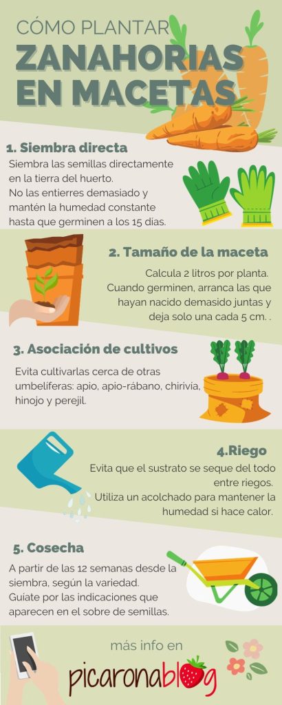 Infografía Cómo cultivar zanahorias en maceta