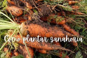 Cómo plantar zanahoria en macetas