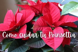 cuidados flor de pascua purpurina