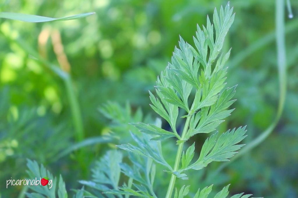 Las hojas de la zanahoria son comestibles