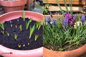 como hacer una lasaña de bulbos con tulipanes, jacintos, narcisos y crocus
