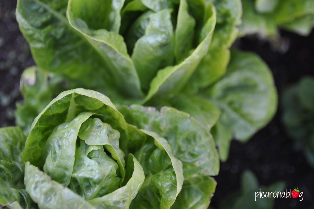 Detalle de la variedad de lechuga Cogollo de Tudela