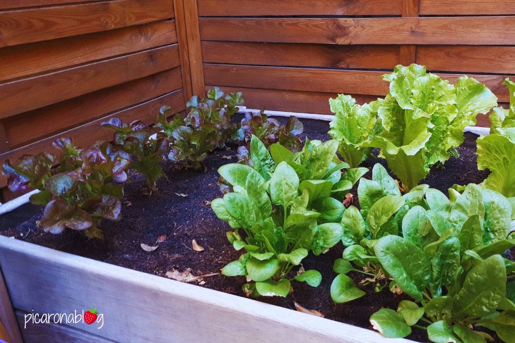 Lechugas en mesa de cultivo