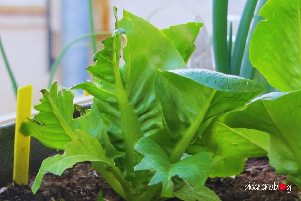 Detalle de una lechuga mordida por los pájaros