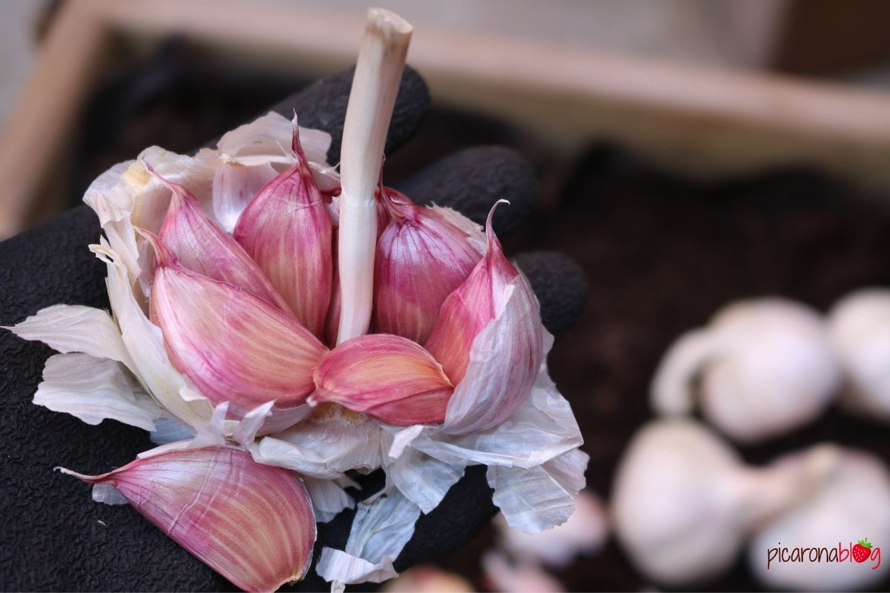 que plantar en diciembre