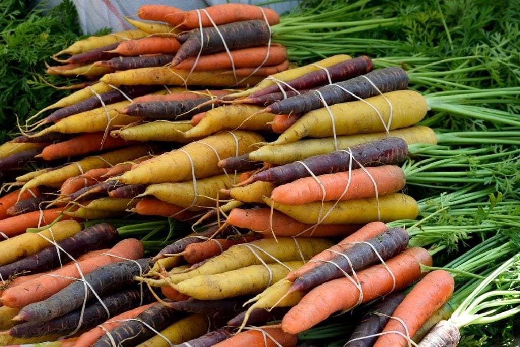 Colores de las zanahorias: marfil, amarillo, naranja, morado y rojizo