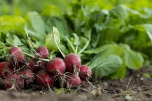 como plantar rabanos o rabanitos en el huerto
