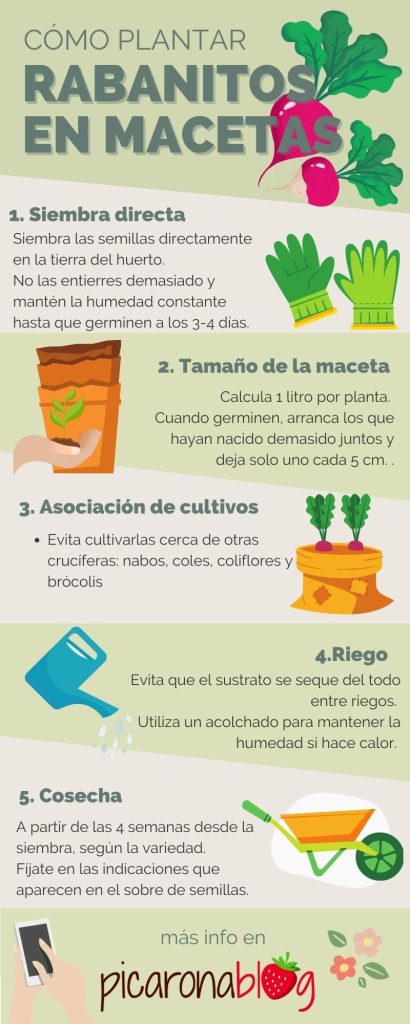 Como plantar rabanitos en maceta