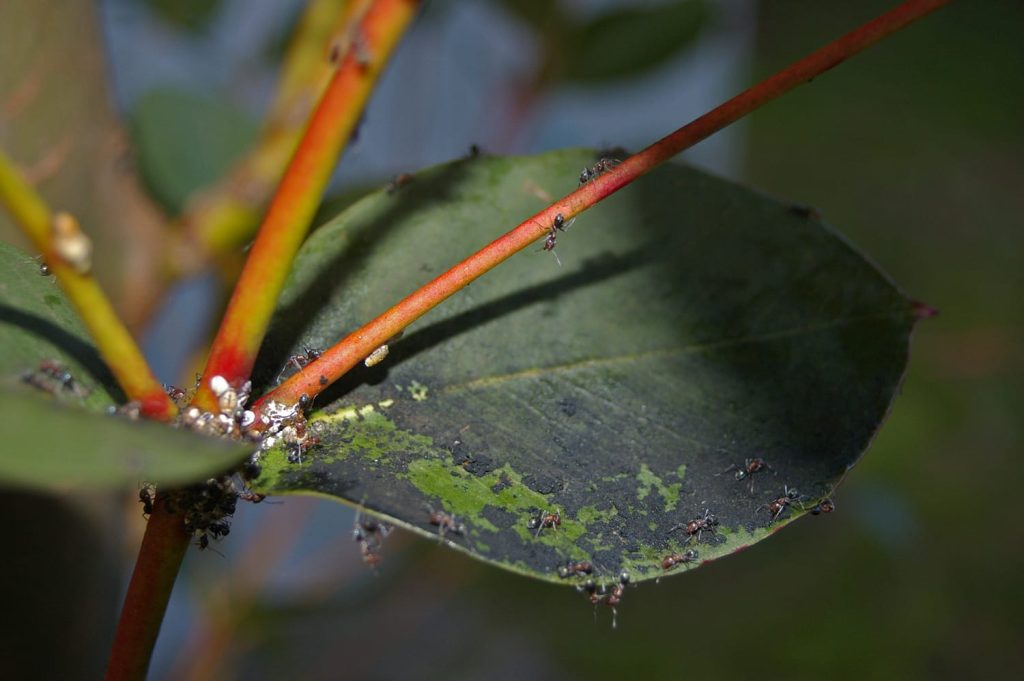 Cochinilla, fumagina y hormigas sobre una hoja de eucalipto