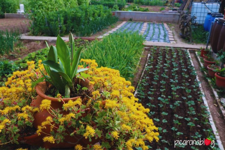 Qué sembrar o plantar en el huerto en febrero