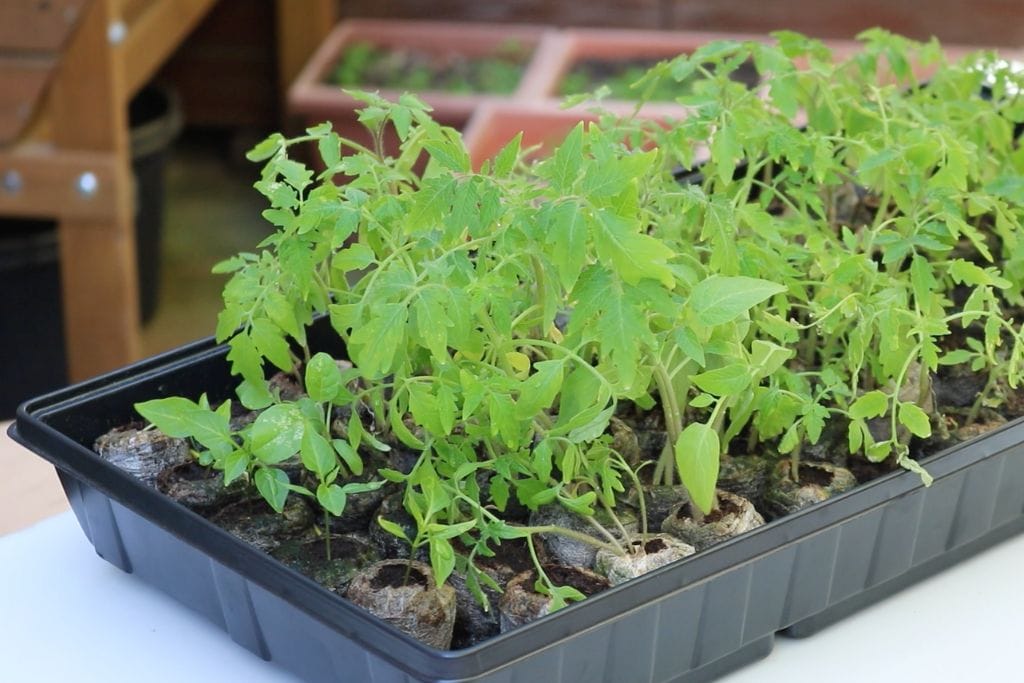 Semillero de tomates y pimientos preparados en febrero