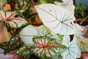 cuidados-caladium